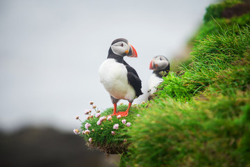 Puffins on Iceland Latrabjard cliff