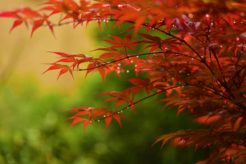 Branches of Red Maple Leaves with Raindrops.