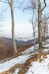 winter forest