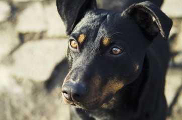 cute dog portrait