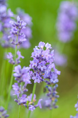 Obraz premium lavender closeup on green background