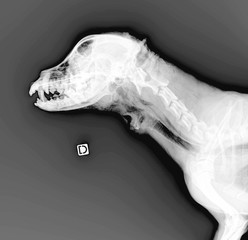 Radiographie du crane et des cervicales d'un chien