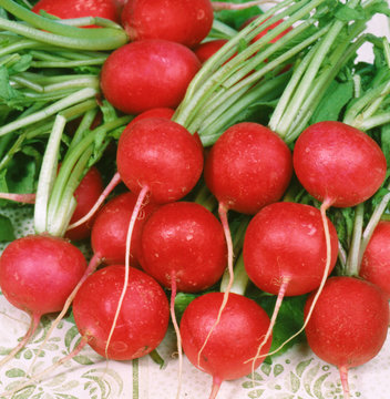 Red ripe radishes on a tablecloth