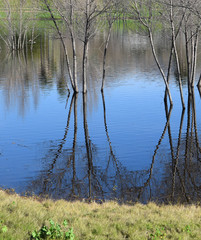 Tree Reflections at Lindo Lake