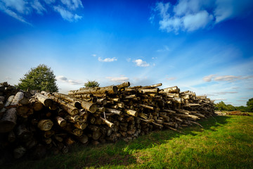 Piles of timber along the forest road in summertime
