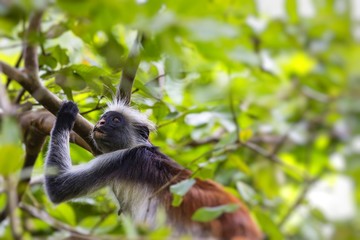 Endangered Zanzibar red colobus monkey (Procolobus kirkii), Joza