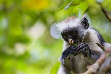 Endangered Zanzibar red colobus monkey (Procolobus kirkii), Joza