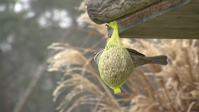 Ein Spatz klammert sich an einen Meisenkn&ouml;del und piekt daran (Nahaufnahme)