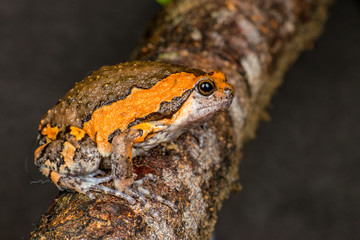 Orange and brown banded bull, chubby, Asian painted, rice or bubble frog,(Tetrapoda: Amphibia: Anura: Microhylida: Kaloula pulchra) stay still on a wooden log isolated with black background