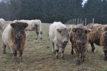 Obraz premium Galloway