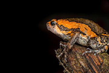 Orange and brown banded bull, chubby, Asian painted, rice or bubble frog,(Tetrapoda: Amphibia: Anura: Microhylida: Kaloula pulchra) stay still on a wooden log isolated with black background