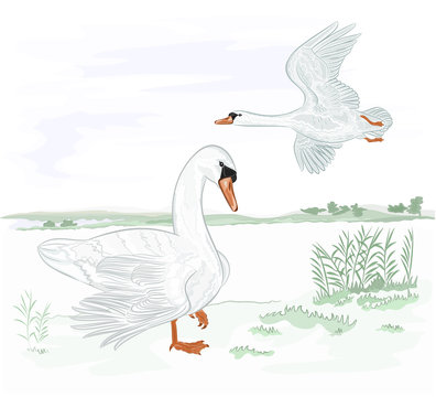 Swans water birds on the shore of lake vector illustration