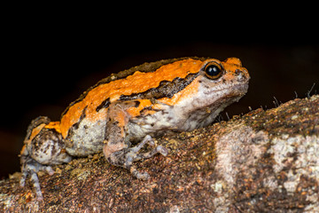 Orange and brown banded bull, chubby, Asian painted, rice or bubble frog,(Tetrapoda: Amphibia: Anura: Microhylida: Kaloula pulchra) stay still on a wooden log isolated with black background