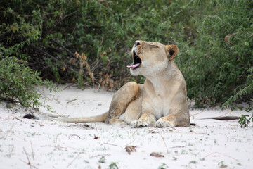 Fototapeta premium Löwe