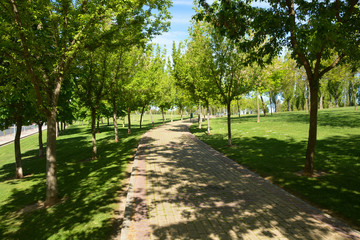 Camino bajo los árboles