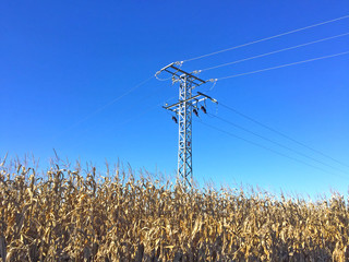 Electrical tower on a corn field © anuskiserrano