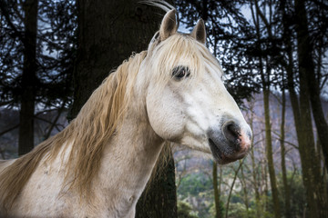 cheval/cheval blanc