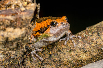 Orange and brown banded bull, chubby, Asian painted, rice or bubble frog,(Tetrapoda: Amphibia: Anura: Microhylida: Kaloula pulchra) stay still on a wooden log isolated with black background