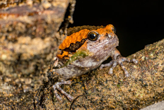 Orange and brown banded bull, chubby, Asian painted, rice or bubble frog,(Tetrapoda: Amphibia: Anura: Microhylida: Kaloula pulchra) stay still on a wooden log isolated with black background