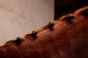 Close up of chestnut horse mane with plaits © virgonira