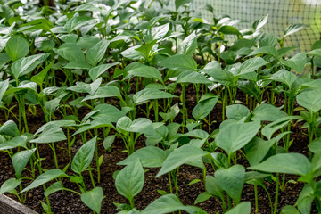 Seedlings of pepper. Pepper in greenhouse cultivation. Seedlings