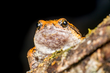 Orange and brown banded bull, chubby, Asian painted, rice or bubble frog,(Tetrapoda: Amphibia: Anura: Microhylida: Kaloula pulchra) stay still on a wooden log isolated with black background