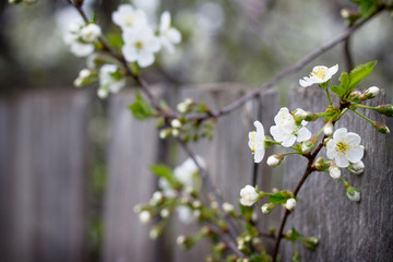 Flowering cherry tree. Spring flowers. Spring background.