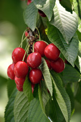 On a tree branch ripe red berries cherries