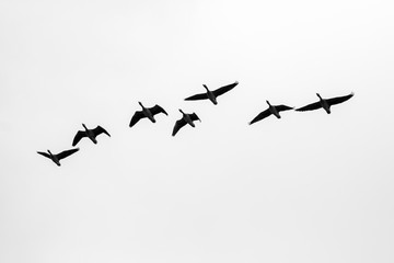 Fototapeta premium Aerial view of flying ducks