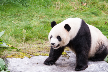 panda in the wild endangered species