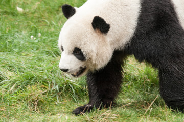 Obraz na płótnie Canvas panda in the wild endangered species