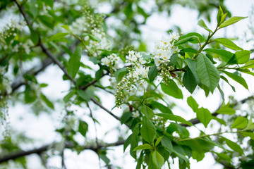 Fototapeta na wymiar Flowering of bird cherry tree. Spring flowers. Spring background
