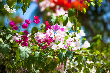 
Красивые цветы крупным планом, кустарник Бугенвиль, остров Занзибар.