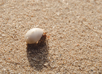 hermit crab on sand beach