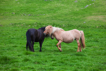 Naklejka na ściany i meble A lovely couple of Icelandic Horses