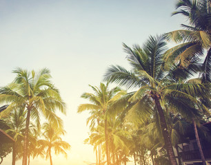 coconut tree on blue sky , summer concept , vintage and background