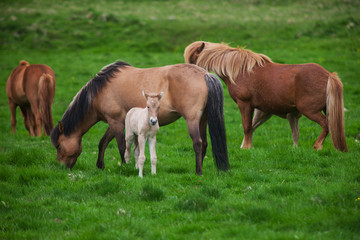 Naklejka na ściany i meble Icelandic horses graze on a green meadow