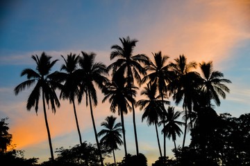 Naklejka na ściany i meble Silhouette of palm trees against tropical sunset sky, Matapalo Beach, Guanacaste, Costa Rica