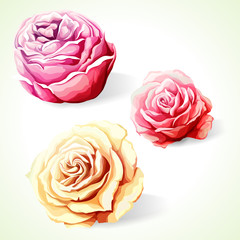 Rose flowers. Illustration of three roses buds. Hand drawn. Vector - stock.