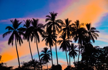 Fototapeta na wymiar Silhouette of palm trees against tropical sunset sky, Matapalo Beach, Guanacaste, Costa Rica 