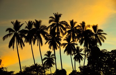 Obraz na płótnie Canvas Silhouette of palm trees against tropical sunset sky, Matapalo Beach, Guanacaste, Costa Rica 