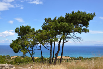 Fototapeta na wymiar A few pines grow on the backdrop of the Mediterranean sea, Rhode