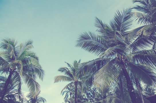 coconut tree on blue sky , summer concept , vintage and background