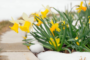 Daffodils in late spring snow