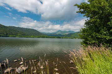 Au bord du lac Chambon en Auvergne France. Epis et feuillage au bord des volcans d'Auvergne.