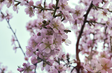 Fototapeta premium Bee on flowes of cherry tree
