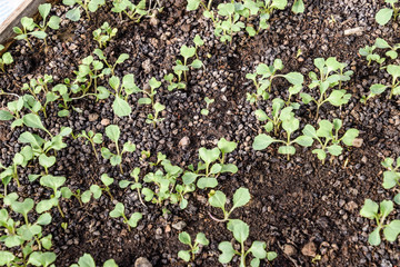 Seedlings of cabbage. Cultivation of cabbage in a greenhouse. Se