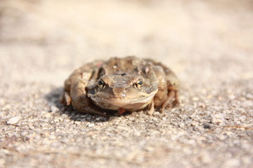 Frosch auf Weg