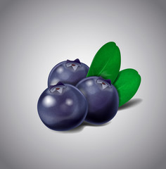 Blueberry fruits isolated on white background. Vector green leav