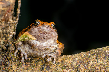 Orange and brown banded bull, chubby, Asian painted, rice or bubble frog,(Tetrapoda: Amphibia: Anura: Microhylida: Kaloula pulchra) stay still on a wooden log isolated with black background